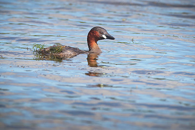 BUITEN BEELD Foto: 406310