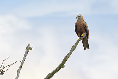 BUITEN BEELD Foto: 406313