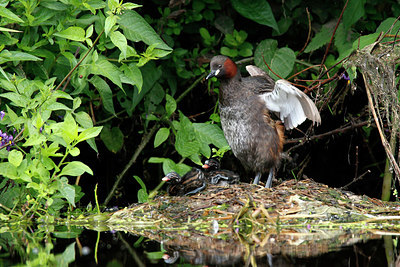 BUITEN BEELD Foto: 406341