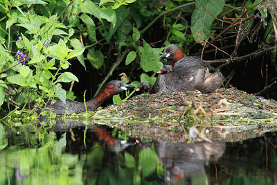 BUITEN BEELD Foto: 406342