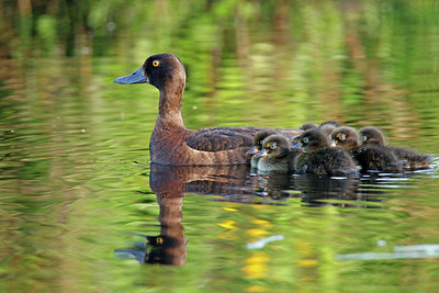 BUITEN BEELD Foto: 406345