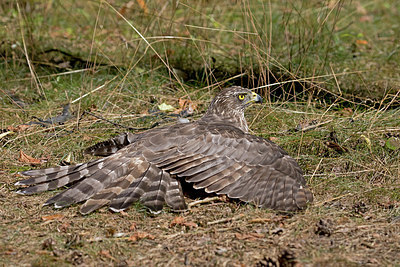 BUITEN BEELD Foto: 406370