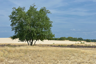 BUITEN BEELD Foto: 406411