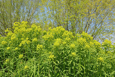 BUITEN BEELD Foto: 406421