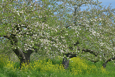 BUITEN BEELD Foto: 406424