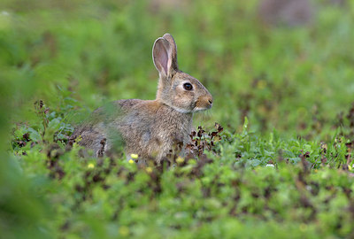 BUITEN BEELD Foto: 406428