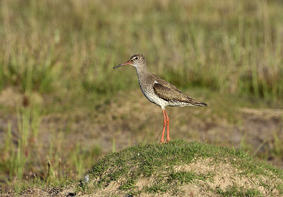 BUITEN BEELD Foto: 406433