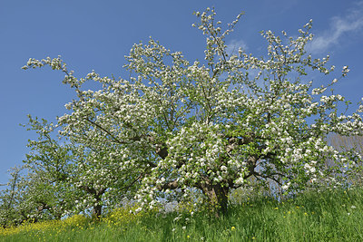 BUITEN BEELD Foto: 406441