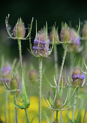 BUITEN BEELD Foto: 406442