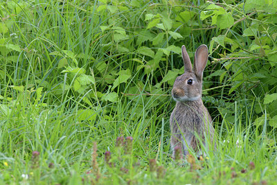 BUITEN BEELD Foto: 406451