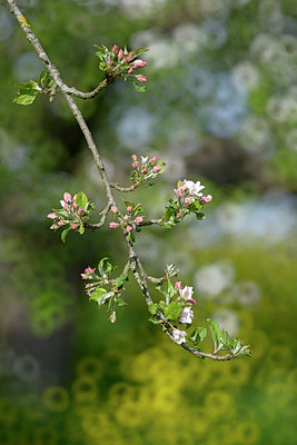 BUITEN BEELD Foto: 406490