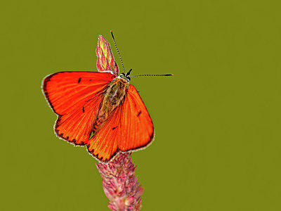 BUITEN BEELD Foto: 406494
