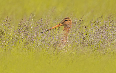 BUITEN BEELD Foto: 406495