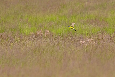 BUITEN BEELD Foto: 406498