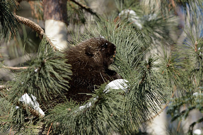 BUITEN BEELD Foto: 406552