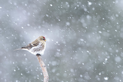 BUITEN BEELD Foto: 406557