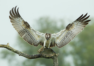 BUITEN BEELD Foto: 406571