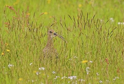 BUITEN BEELD Foto: 406577
