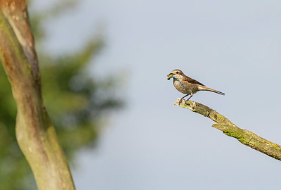 BUITEN BEELD Foto: 406580