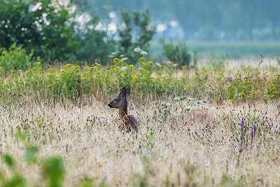 BUITEN BEELD Foto: 406586