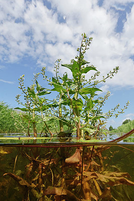 BUITEN BEELD Foto: 406626