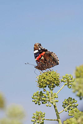 BUITEN BEELD Foto: 406684