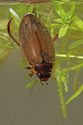 BUITEN BEELD Foto: 406687