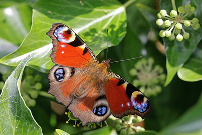 BUITEN BEELD Foto: 406690