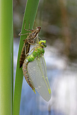 BUITEN BEELD Foto: 406696