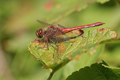 BUITEN BEELD Foto: 406723