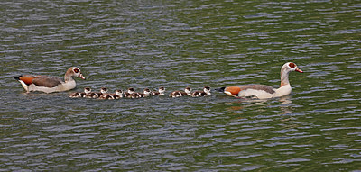 BUITEN BEELD Foto: 406840