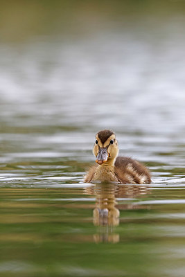 BUITEN BEELD Foto: 406841