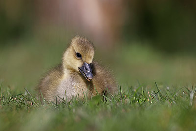 BUITEN BEELD Foto: 406842