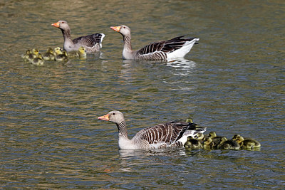 BUITEN BEELD Foto: 406847