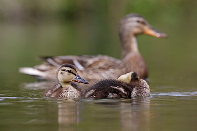 BUITEN BEELD Foto: 406851