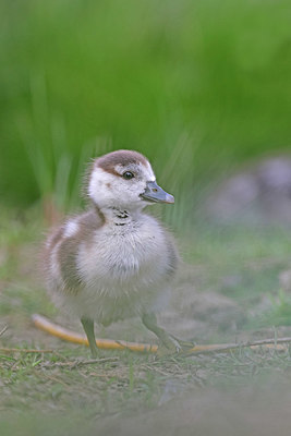 BUITEN BEELD Foto: 406854