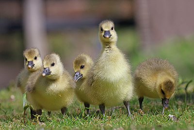 BUITEN BEELD Foto: 406857