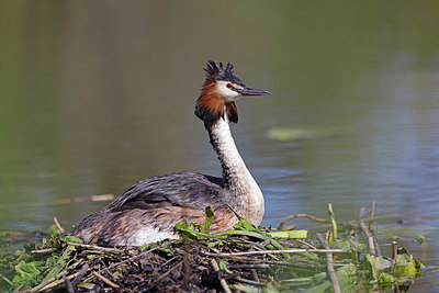 BUITEN BEELD Foto: 406869