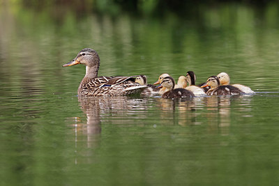 BUITEN BEELD Foto: 406872