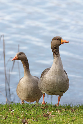 BUITEN BEELD Foto: 406873