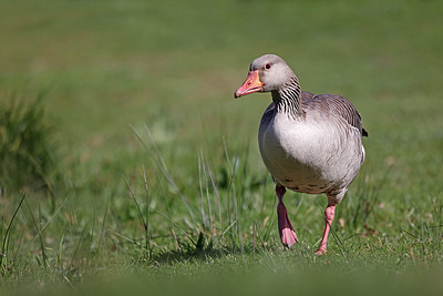 BUITEN BEELD Foto: 406874