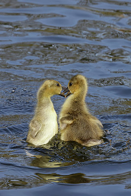 BUITEN BEELD Foto: 406877