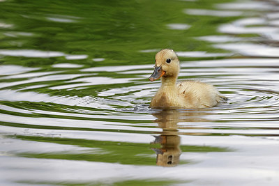 BUITEN BEELD Foto: 406887