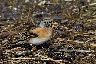 BUITEN BEELD Foto: 406889