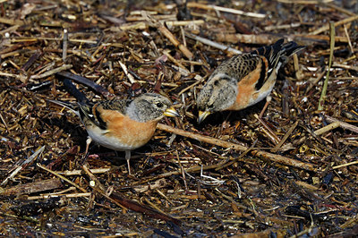 BUITEN BEELD Foto: 406890