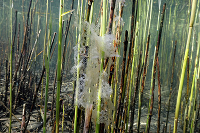 BUITEN BEELD Foto: 406962