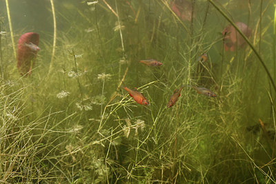 BUITEN BEELD Foto: 406974
