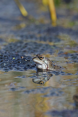 BUITEN BEELD Foto: 406985