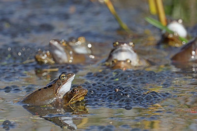 BUITEN BEELD Foto: 406991