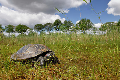 BUITEN BEELD Foto: 407011